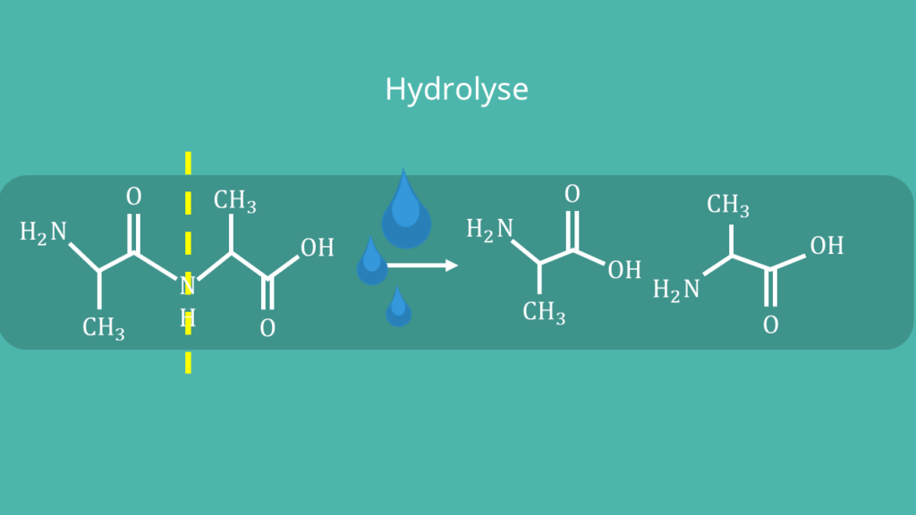 Peptidbindung - Hydrolyse, Struktur, Formel, Strukturformel