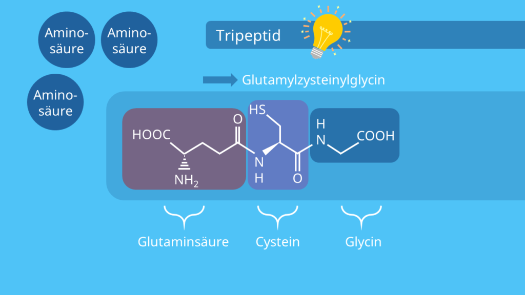 Tripeptid - Glutamylzysteinylglycin, Peptide, Aufbau, Struktur