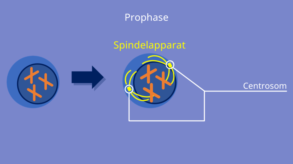 Mitose, Prophase, Spindelapparat, Centromer