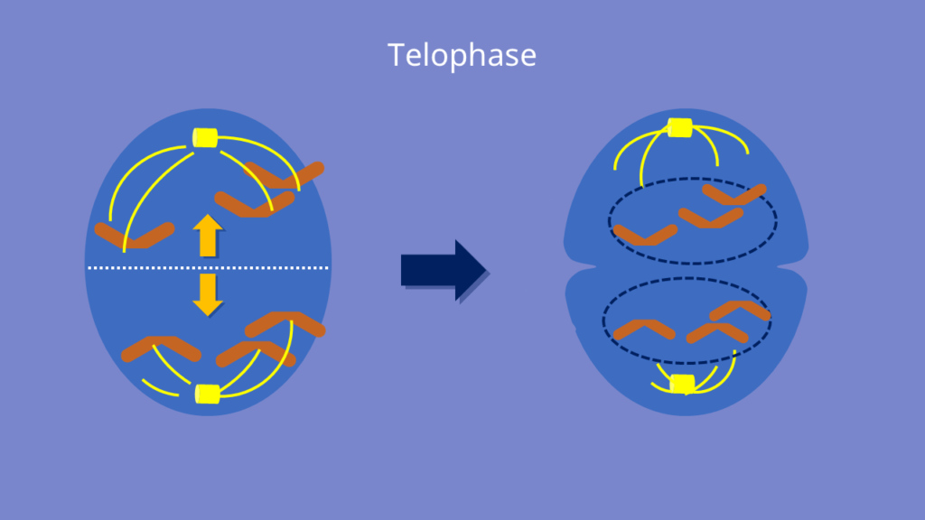 Mitose, Telophase, Mutterzelle, Tochterzelle