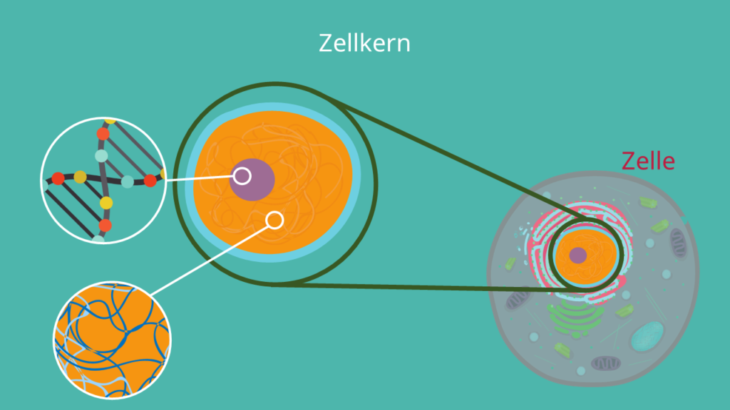 Zellkern, Kernmembran, DNA, mRNA, Nucleolus, Nukleus 