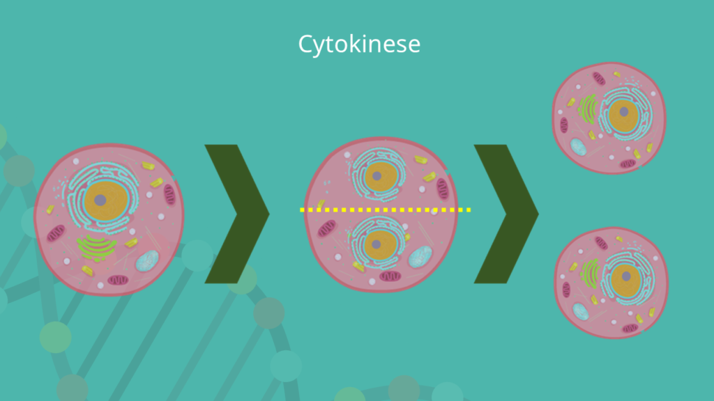 Cytokinese, Zellzyklus, Zellteilung, Mitose