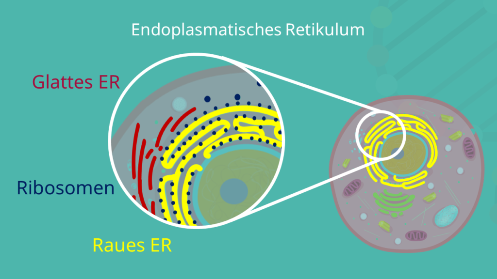 Raues ER, Glattes ER, endoplasmatisches Retikulum, Glattes endoplasmatisches Retikulum, raues endoplasmatisches Retikulum, Ribosomen