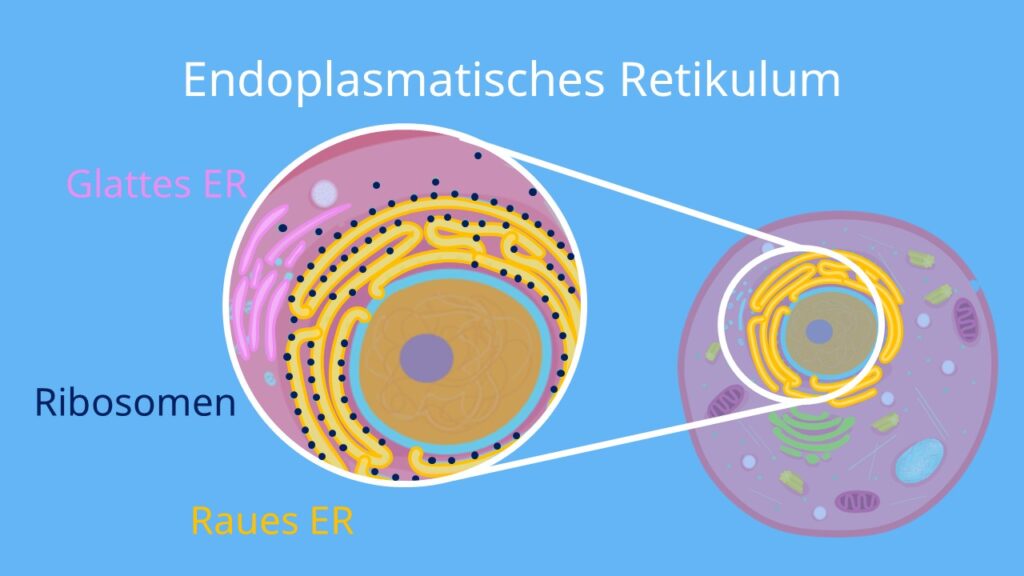 Raues ER, Glattes ER, endoplasmatisches Retikulum, Glattes endoplasmatisches Retikulum, raues endoplasmatisches Retikulum, Ribosomen