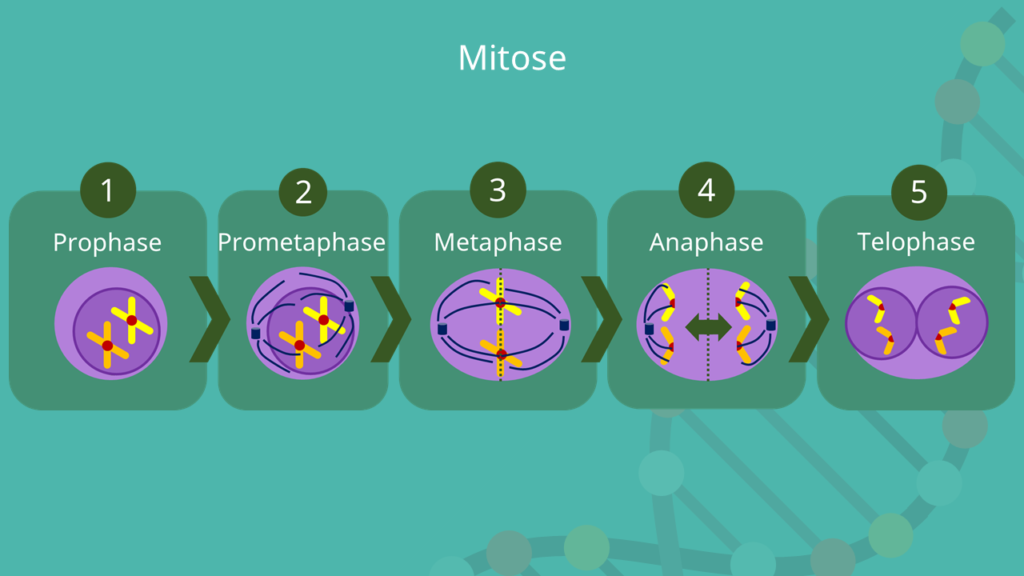 Prophase, Prometaphase, Metaphase, Anaphase, Telophase, Mitose Phasen, Mitose Ablauf