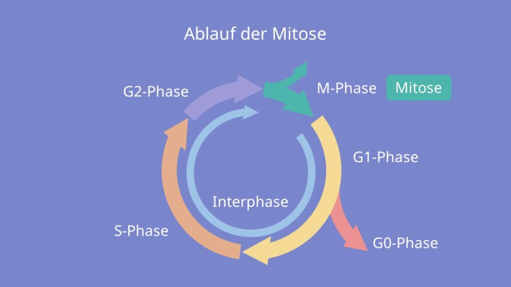 Ablauf der Mitose, Phasen, M-Phase, G1-Phase, G0-Phase, S-Phase, G2-Phase, Interphase
