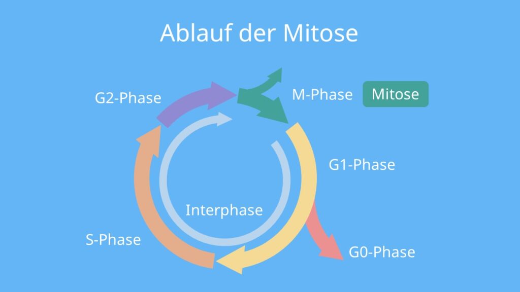 Ablauf der Mitose, Phasen, M-Phase, G1-Phase, G0-Phase, S-Phase, G2-Phase, Interphase