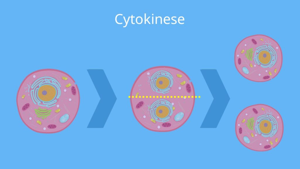 Cytokinese