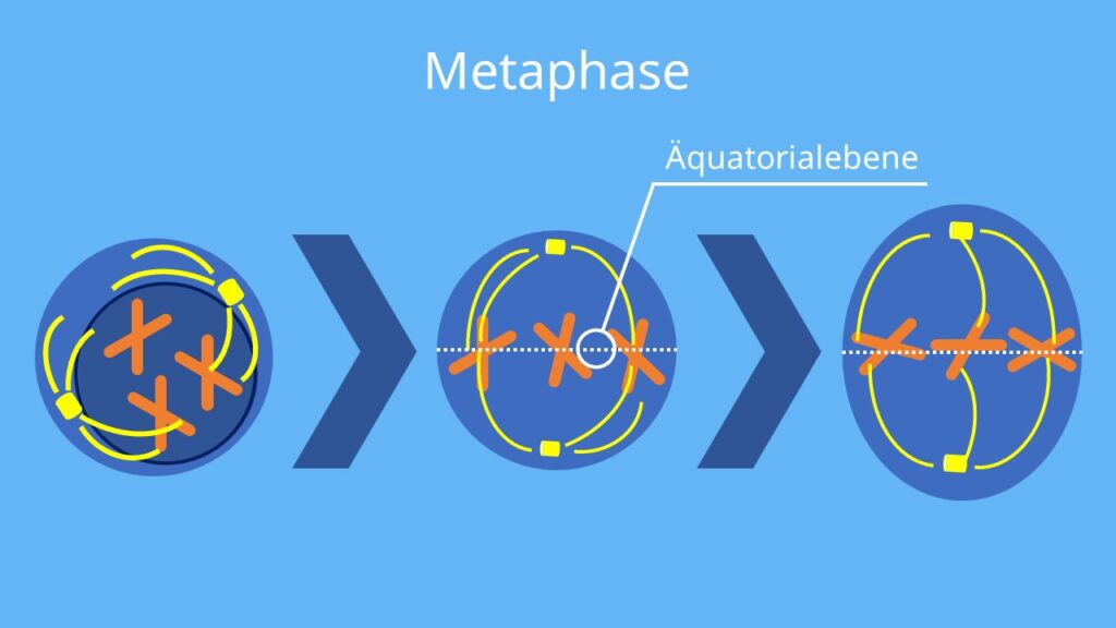 Mitose, Metaphase, Äquatorialebene, Chromosomen