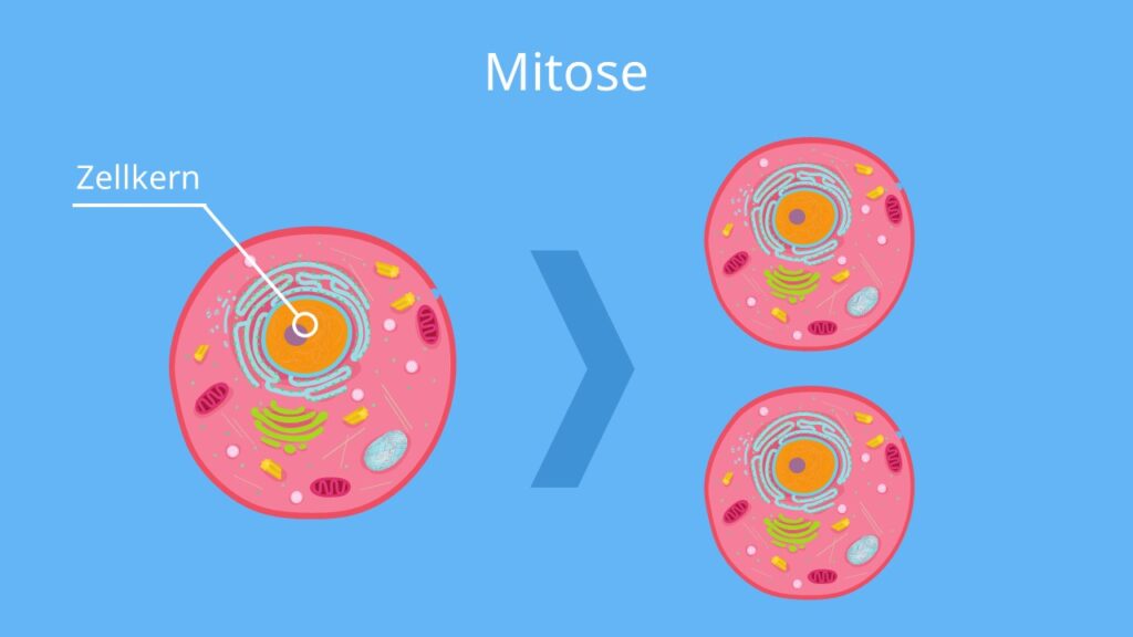 Mitose, Kernteilung, Zellteilung, Phasen, Karyokinese, Tochterzelle, Mutterzelle