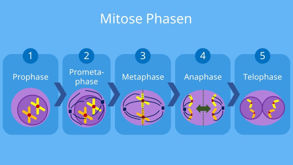 Mitose Phasen