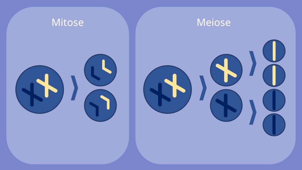 Mitose und Meiose im Vergleich, Mitose, Meiose, Kernteilung, Zellteilung