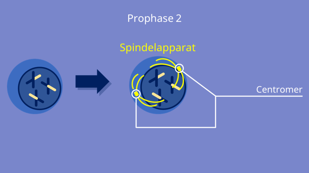 Meiose, Prophase 2, Prophase