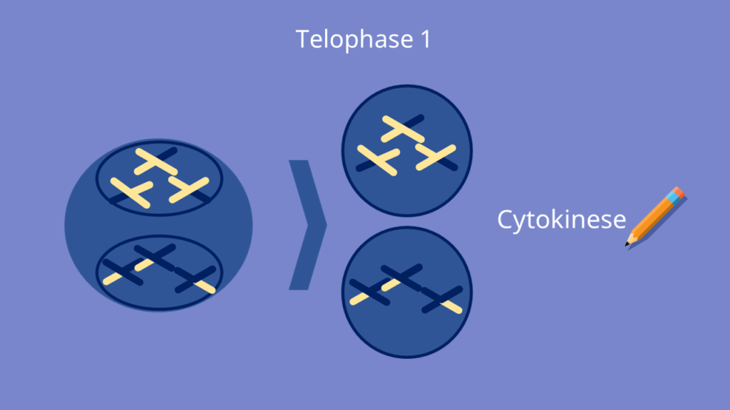 Meiose, Cytokinese, Metaphase 1, Metaphase