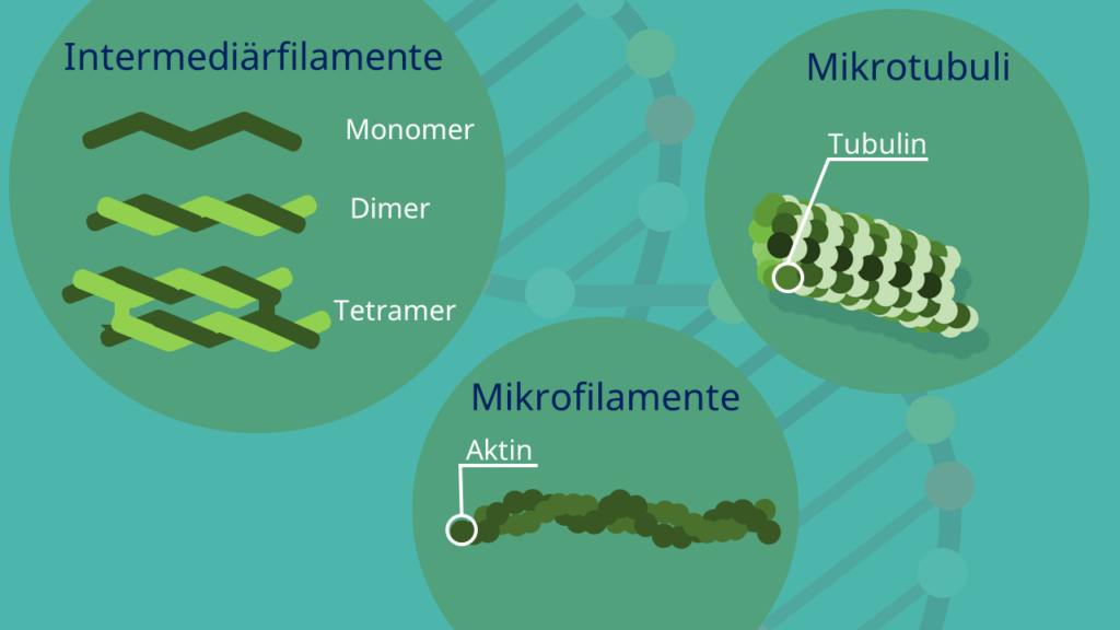 Intermediärfilamtente, Mikrofilamente, Mikrotubuli, Cytoskelett, Zytoskelett