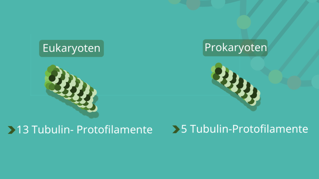 Eukaryoten, Prokaryoten, Cytoskelett