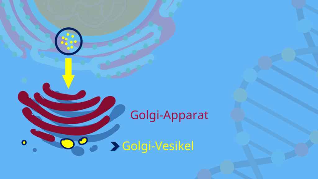 Transportvesikel, Golgi Apparat, Golgi Vesikel