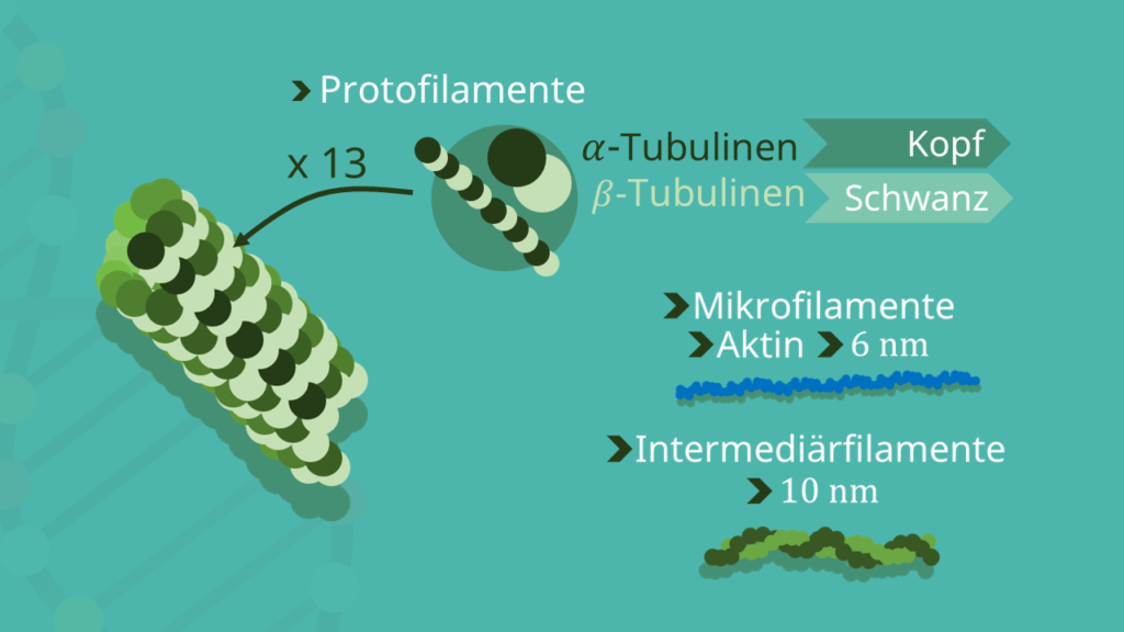 Mikrotubuli Aufbau, Mikrotubulus, Protofilament, Tubulin, Intermediärfilament
