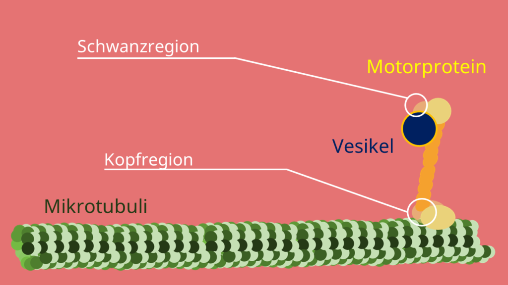 Motorprotein, Mikrotubuli, Vesikel