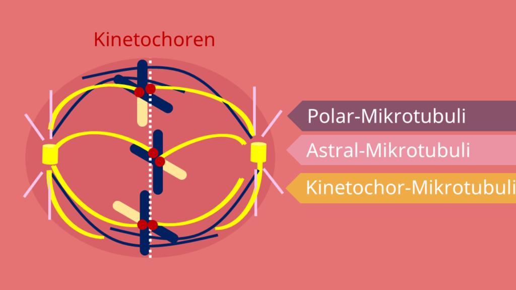 Polar Mikrotubuli, Astral Mikrotubuli, Kinetochor Mikrotubuli