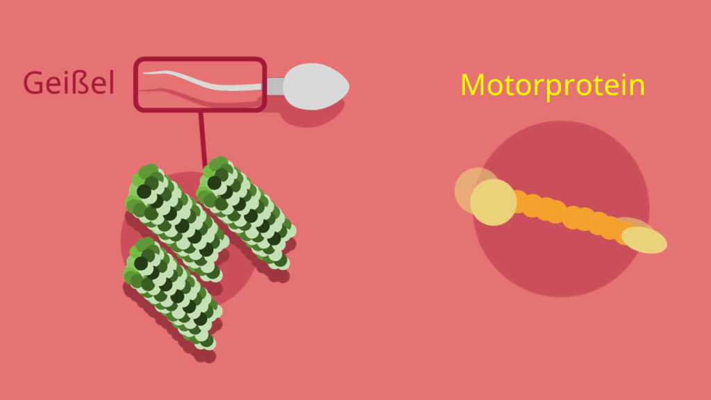 Geißel, Mikrotubuli, Motorprotein