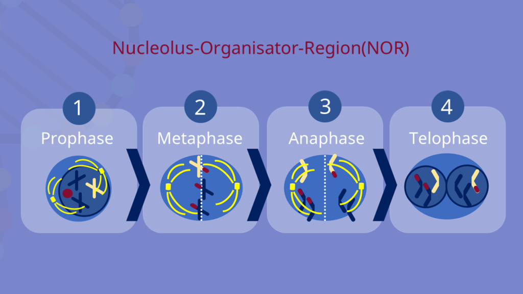 NOR, Nucleolus, Nucleolus Organisator Region