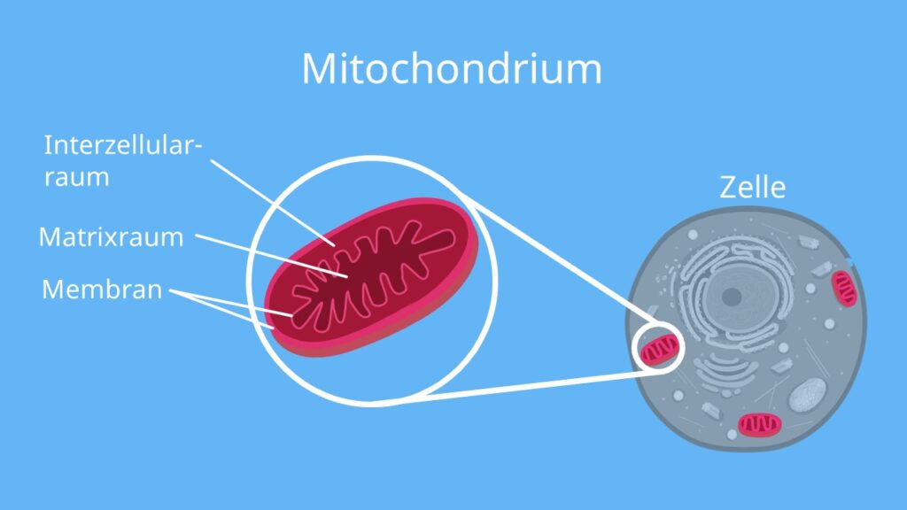 Mitochondrien, Mitochondrium, ATP, Zelle, Doppelmembran, mitochondrien, mitochondrium, aufbau mitochondrien, aufbau mitochondrium, aufgabe der mitochondrien, aufgabe mitochondrien, aufgaben mitochondrien, cristae mitochondrien, funktion der mitochondrien, funktion des mitochondrium, funktion mitochondrien, funktion von mitochondrien, größe mitochondrien, mitochondrien, mitochondrien aufbau, mitochondrien aufbau und funktion, mitochondrien aufgabe, mitochondrien bau und funktion, mitochondrien beschriftung, mitochondrien besonderheiten, mitochondrien einfach erklärt, mitochondrien energiegewinnung, mitochondrien funktion, mitochondrien funktion pflanzenzelle, mitochondrien funktionen, mitochondrien membran, mitochondrien struktur, mitochondrien vorkommen, mitochondrienmatrix, mitochondrienmembran, mitochondrium aufbau, mitochondrium aufgabe, mitochondrium beschriftet, mitochondrium funktion, was ist mitochondrien, was machen die mitochondrien, was machen mitochondrien, was sind mitochondrien, was sind mitochondrien leicht erklärt