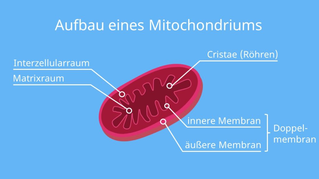 Mitochondrien, Aufbau, Mitochondrium, mitochondrien, mitochondrium, aufbau mitochondrien, aufbau mitochondrium, aufgabe der mitochondrien, aufgabe mitochondrien, aufgaben mitochondrien, cristae mitochondrien, funktion der mitochondrien, funktion des mitochondrium, funktion mitochondrien, funktion von mitochondrien, größe mitochondrien, mitochondrien, mitochondrien aufbau, mitochondrien aufbau und funktion, mitochondrien aufgabe, mitochondrien bau und funktion, mitochondrien beschriftung, mitochondrien besonderheiten, mitochondrien einfach erklärt, mitochondrien energiegewinnung, mitochondrien funktion, mitochondrien funktion pflanzenzelle, mitochondrien funktionen, mitochondrien membran, mitochondrien struktur, mitochondrien vorkommen, mitochondrienmatrix, mitochondrienmembran, mitochondrium aufbau, mitochondrium aufgabe, mitochondrium beschriftet, doppelmembran, mitochondrium funktion, was ist mitochondrien, was machen die mitochondrien, was machen mitochondrien, was sind mitochondrien, was sind mitochondrien leicht erklärt
