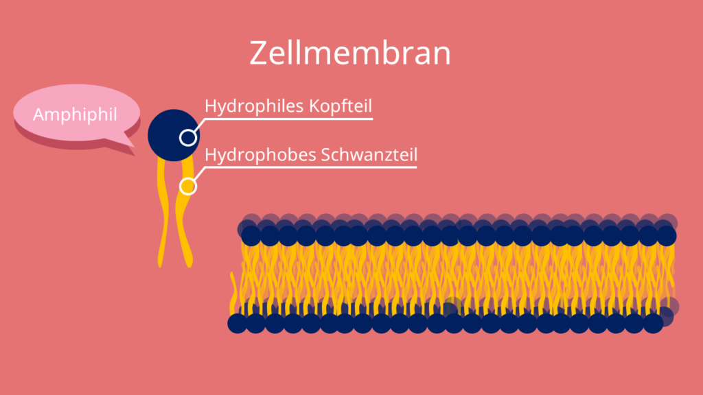 Lipiddoppelschicht, Zellmembran, amphiphil, hydrophil, hydrophob, kopf, schwanz