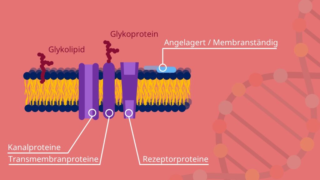 Biomembran, Phospholipide, Membranproteine, amphiphil, Cytoplasma, Diffusion, Flüssig Mosaik Modell