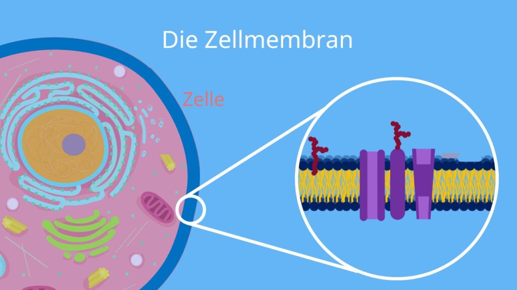 Zellmembran, Membranproteine, Lipid, Lipiddoppelschicht, Doppelschicht, lipiddoppelschicht, zellmembran, doppellipidschicht, phospholipide, lipidschicht, zell membran, membran zelle, zellmembran mikroskop, plasmamembran, was ist ein zellmembran, was ist zellmembran, plasmamembran aufbau, plasmalemma definition, plasmalemm, zellmembran definition, plasmalemma funktion, zellmembranen, zellmembran bakterien, plasma membrane, lipidmembran, membranbestandteile, membranen, membranaufbau, was ist membran, membran bedeutung, membran aufbau, aufbau einer membran, intrazellulärer raum, lipiddoppelschicht aufbau, lipiddoppelmembran, zellmembran aufbau, aufbau zellmembran, aufbau doppellipidschicht, doppellipidschicht aufbau, aufbau lipiddoppelschicht, phospholipiddoppelschicht, phospholipiddoppelschicht aufbau, aufbau phospholipiddoppelschicht, doppelschicht, lipid, membranproteine