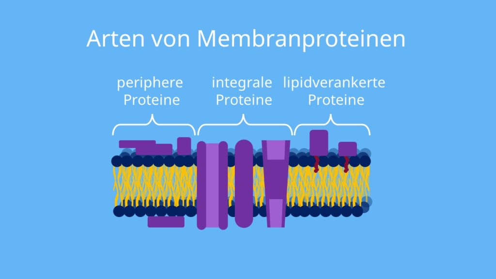 zell membran, Zellmembran Aufbau, Glykolipid, Glykoprotein, Glykokalix, Kanalprotein, Transmembranprotein, rezeptorprotein, rezeptor, kanalproteine, transmembranproteine, membran zelle, zellmembran mikroskop, plasmamembran, was ist ein zellmembran, was ist zellmembran, plasmamembran aufbau, plasmalemma definition, plasmalemm, zellmembran definition, plasmalemma funktion, zellmembranen, zellmembran, zellmembran bakterien, plasma membrane, lipidmembran, membranbestandteile, membranen, membranaufbau, was ist membran, membran bedeutung, membran aufbau, aufbau einer membran, intrazellulärer raum, lipiddoppelschicht aufbau, lipiddoppelmembran, membranprotein, membranproteine, peripheres protein, integrales protein, lipidverankertes protein, periphere proteine, integrale proteine, lipidverankerte proteine, membranständige proteine, wechselständige Proteine