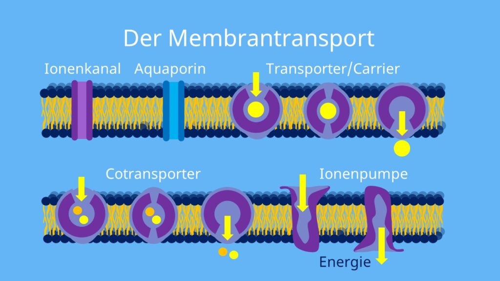 zell membran, Zellmembran Aufbau, Kanalprotein, Transmembranprotein, rezeptorprotein, rezeptor, kanalproteine, transmembranproteine, membran zelle, plasmamembran, was ist ein zellmembran, was ist zellmembran, plasmamembran aufbau, plasmalemma definition, plasmalemm, zellmembran definition, plasmalemma funktion, zellmembranen, zellmembran, zellmembran bakterien, plasma membrane, lipidmembran, membranbestandteile, membranen, membranaufbau, was ist membran, membran bedeutung, membran aufbau, aufbau einer membran, intrazellulärer raum, lipiddoppelschicht aufbau, lipiddoppelmembran, membranprotein, membranproteine, integrales protein, integrale proteine, ionenkanal, membran kanal, ionenkanäle, aquaporine, aquaporin, transporter, transportproteine, carrier, carrier proteine, cotransporter, ionenpumpe, ionenpumpen, natrium kalium pumpe, membran pumpe