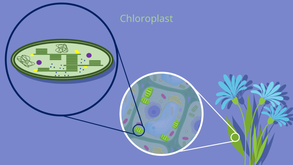 Chloroplast, Chloroplasten, Pflanzenzelle, Photosynthese, Chlorophyll