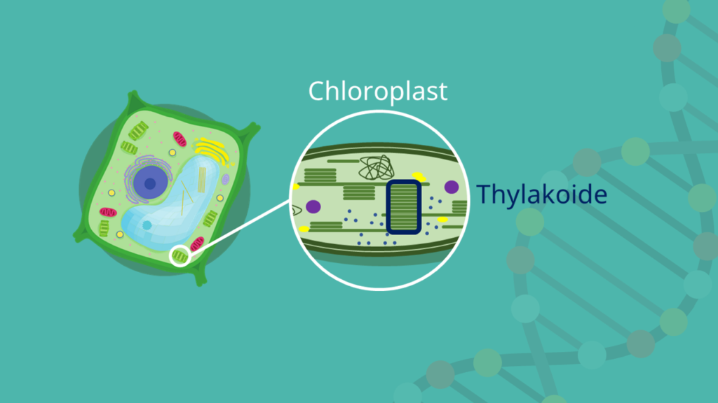 Chlorophyll, Chloroplast, Thylakoid