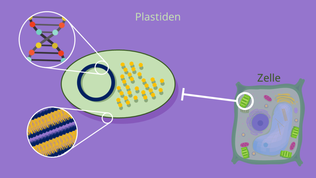 Plastiden, Plastid, Zelle, Doppelmembran