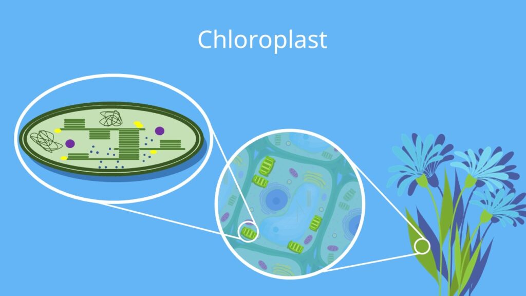 Chloroplast, Chloroplasten, Pflanzenzelle, Photosynthese, Chlorophyll, Chloroplasten aufbau, chloroplasten funktion, funktion chloroplast, chloroplast stroma, was sind chloroplasten, chloroplasten aufgabe