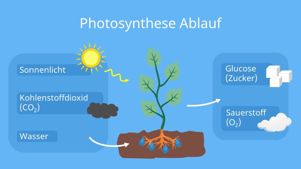 Photosynthese, Fotosynthese, Photosynthese einfach erklärt, Photosynthese Ablauf, Fotosynthese Ablauf, Glucose, Sauerstoff, Kohlenstoffdioxid, Lichtenergie, Wasser