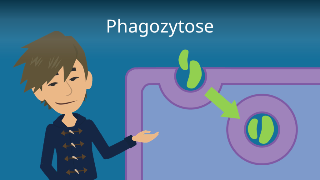 Zum Video: Phagozytose