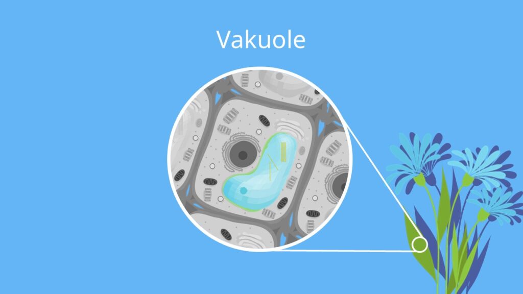 Vakuole, Membran, Pflanzenzelle, Turgor, pflanzliche Zelle, aufbau vakuole, die vakuole, funktion vakuole, pflanzenzelle vakuole, vakuole, vakuole aufbau, vakuole aufgabe, vakuole funktion, vakuole tierzelle, vakuole zelle, vakuolen, zellsaftvakuole, zellsaftvakuole funktion, aufgabe der vakuole, aufgabe vakuole, funktion der vakuole, vakuole pflanzenzelle, vakuolen funktion, vakuolenmembran funktion, zellorganelle, zellorganell vakuole, größtes zellorganell, zelle, zelle bestandteile