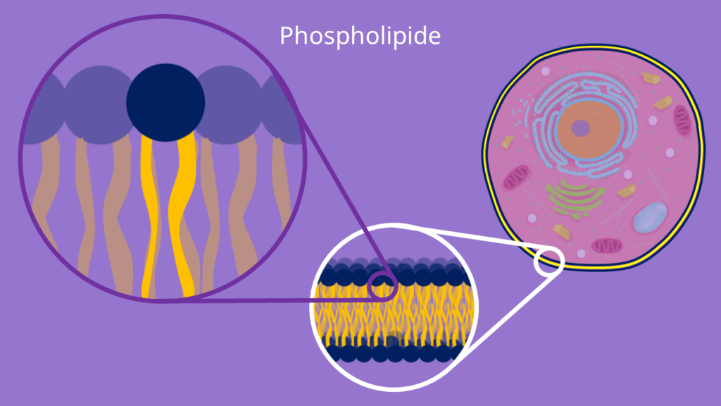 Phospholipide, Doppelmembran, Lipiddoppelschicht, Lipide, Amphiphil