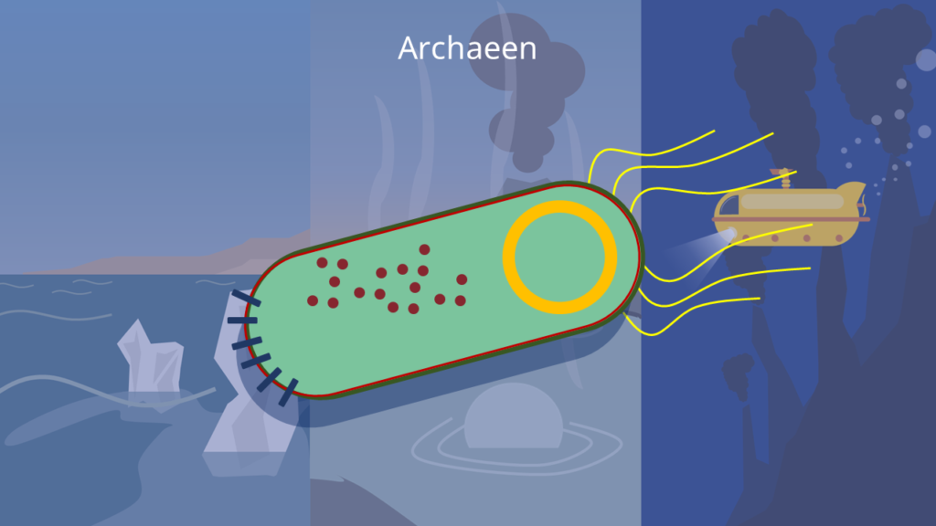 Archaeen, Bakterien, Eukaryoten, Tiere, Pflanzen, Pilze, Phylogenetik