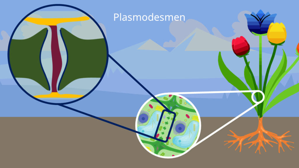 Plasmodesmen, Pflanzenzelle