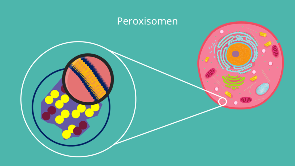 Peroxisomen, Biomembran, Monolayer, Verdauungsenzyme, Zelle
