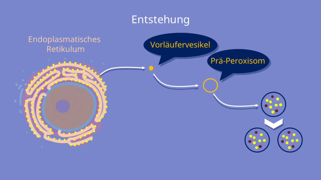 Peroxisom, Peroxisomen, Endoplasmatisches Retikulum, Vesikel