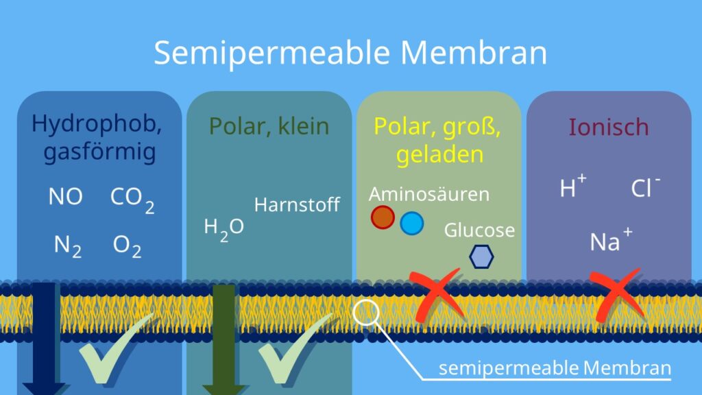 semipermerable Membran, semipermeable Wand, Stofftransport durch Biomembran ergänzen, selektiv permeabel