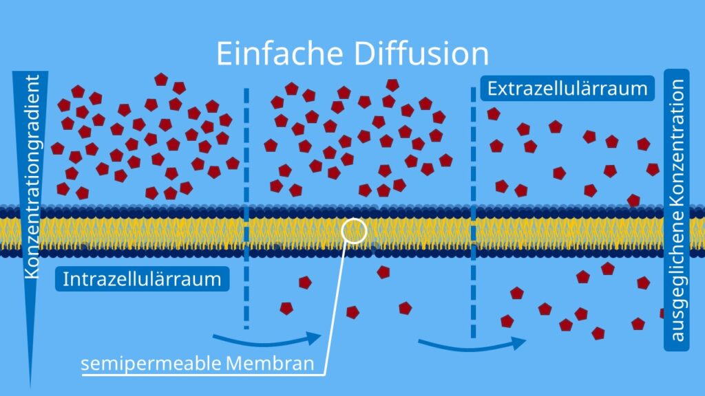 Einfache Diffusion, Diffusion, semipermeable Membran, Biomembran, passiv, Phospholipide, semipermerable Membran, semipermeable Wand, Stofftransport durch Biomembran, selektiv permeabel 