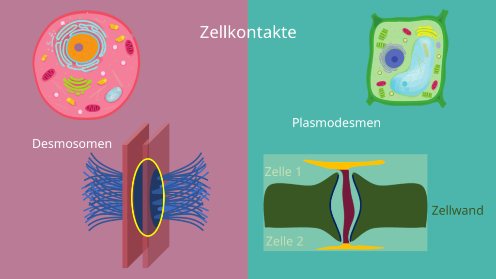 Tierzelle, Pflanzenzelle, Plasmodesmen, Desmosomen, tierische Zelle, pflanzliche Zelle