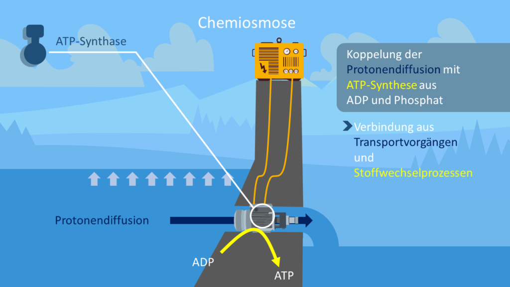 Chemiosmose, ATP-Synthase