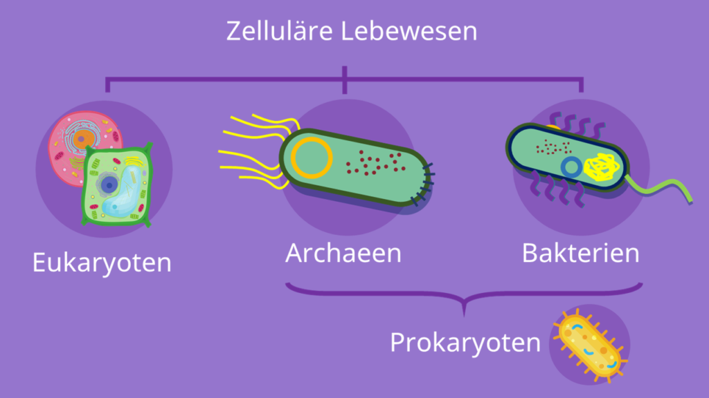 Prokaryoten, Archaeen, Bakterien, Eukaryoten